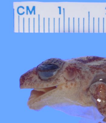 Media type: image; Herpetology A-9393